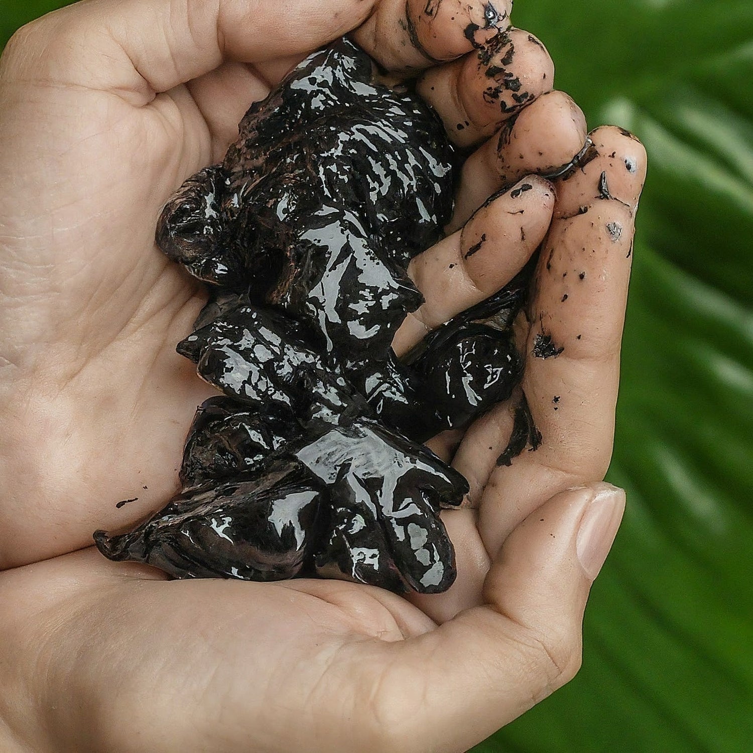 Shilajit and Energy: How Fulvic Acid Powers Your Mitochondria
