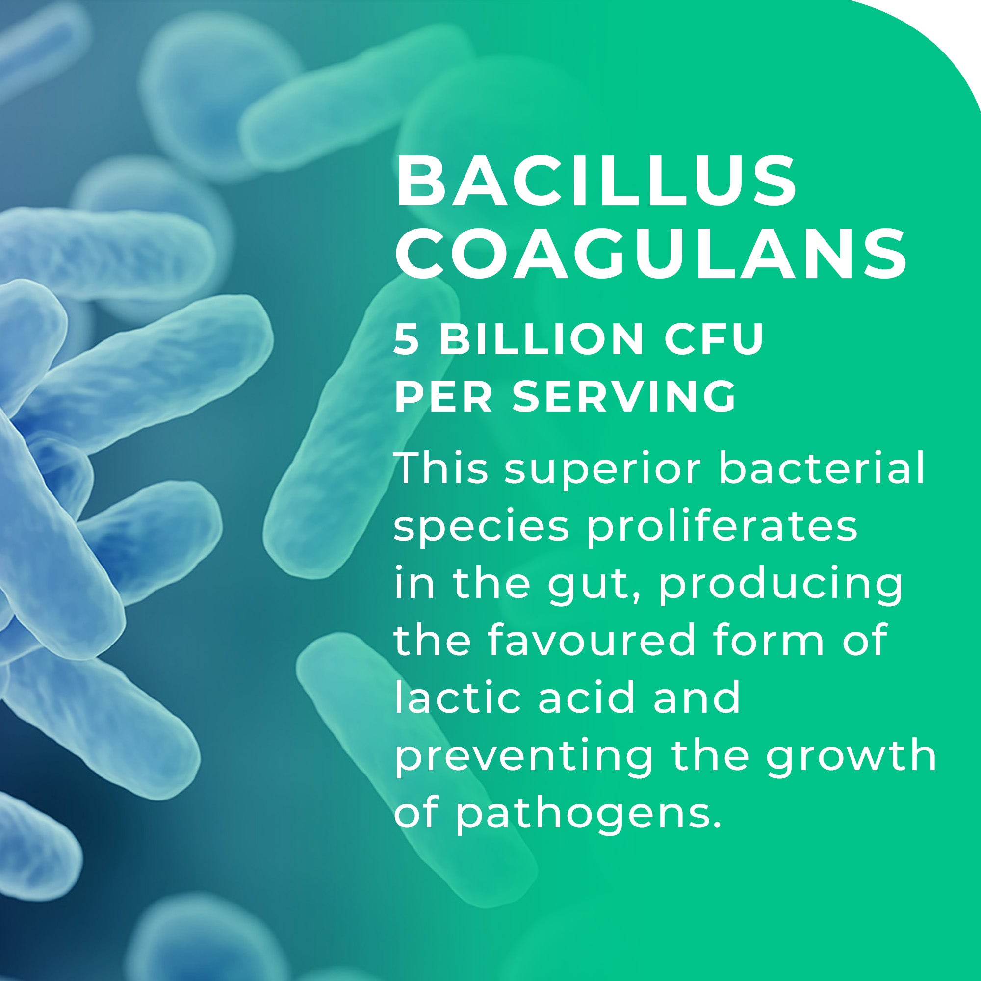 Bacillus coagulans bacteria with text about its benefits on a green background