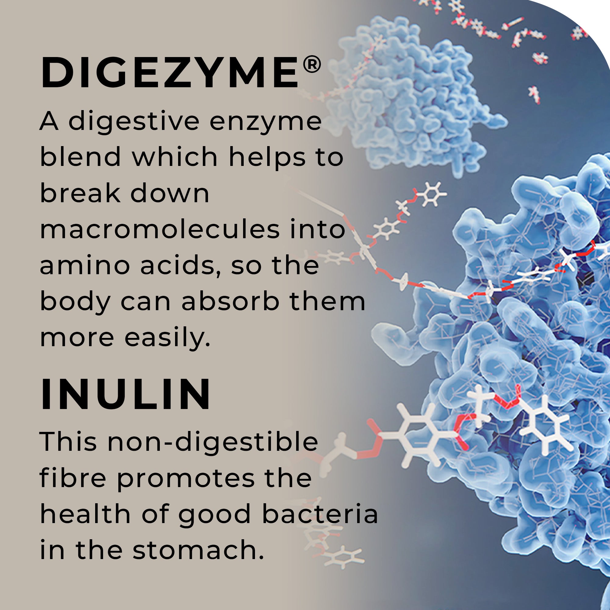DIGEZYME digestive enzyme blend and INULIN text with molecular structure illustration on a gray background