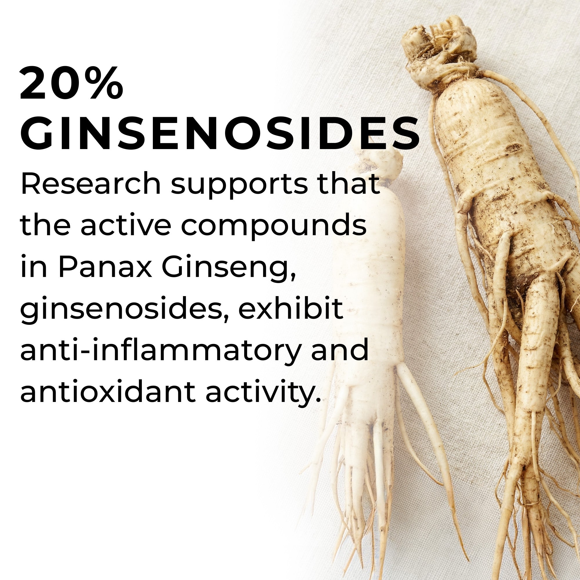 Panax Ginseng roots with text about ginsenosides and their health benefits on a light background