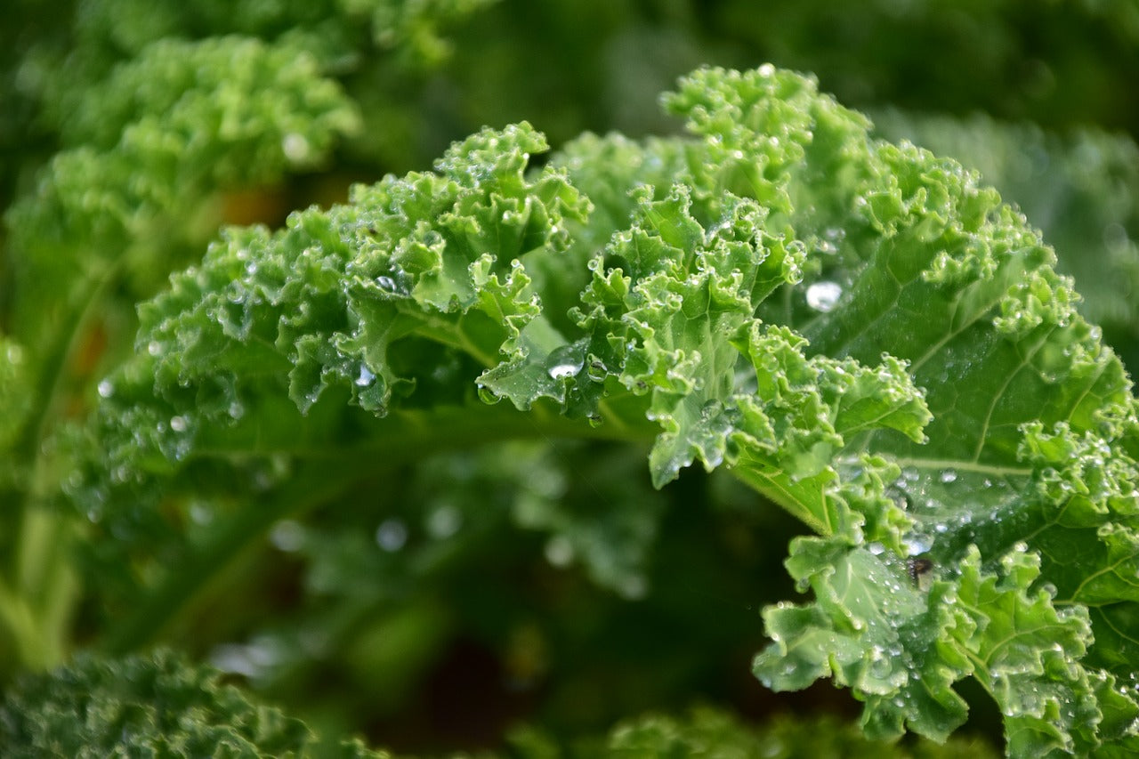 Why people are loving our new Organic Greens Formula