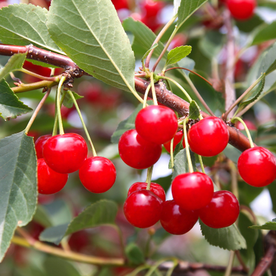 Montmorency Cherry 