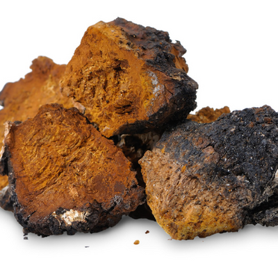 Chaga