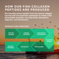 Diagram of fish collagen peptides production process with scenic background