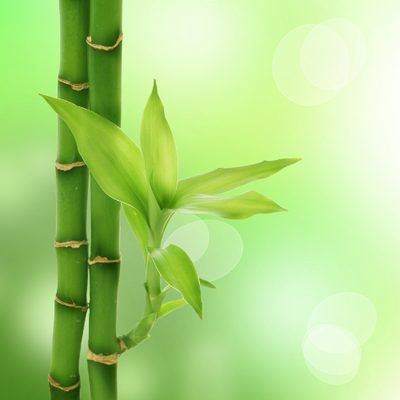 Bamboo Stem Extract (Silica)
