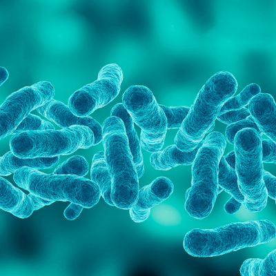 Bacillus Coagulans