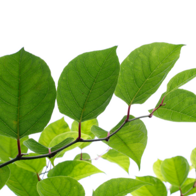 Japanese Knotweed Root Extract