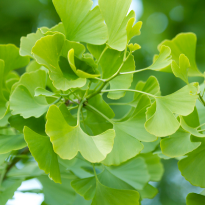 Ginkgo Biloba Extract (50:1)