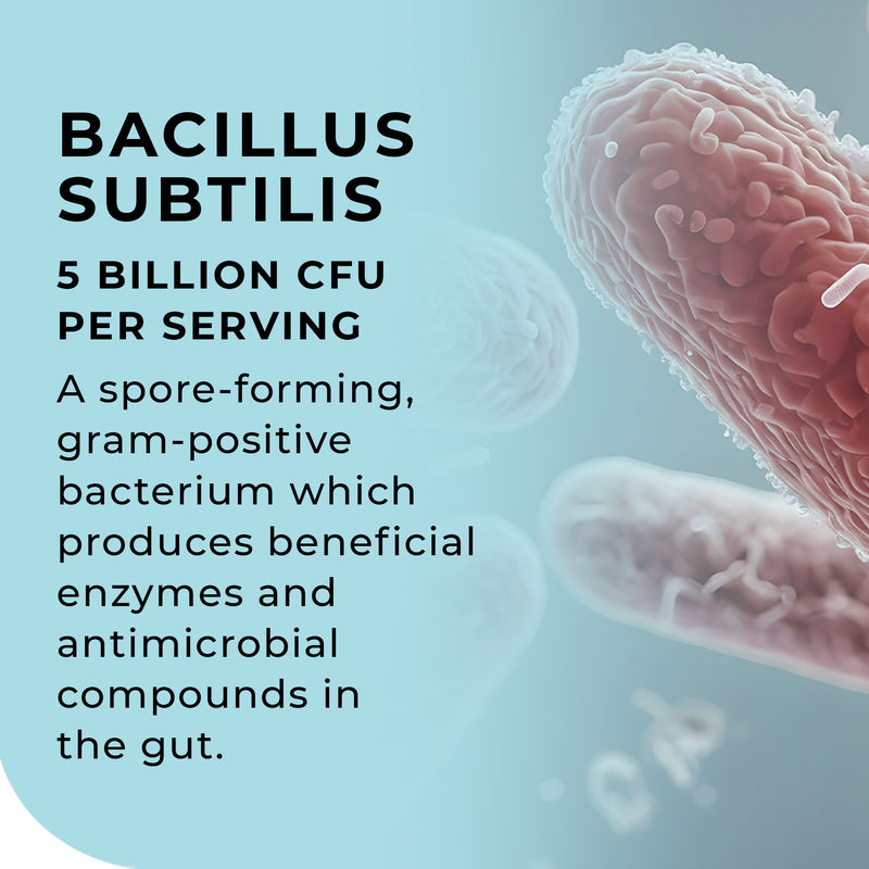 Bacillus subtilis bacteria with text about its properties on a light blue background