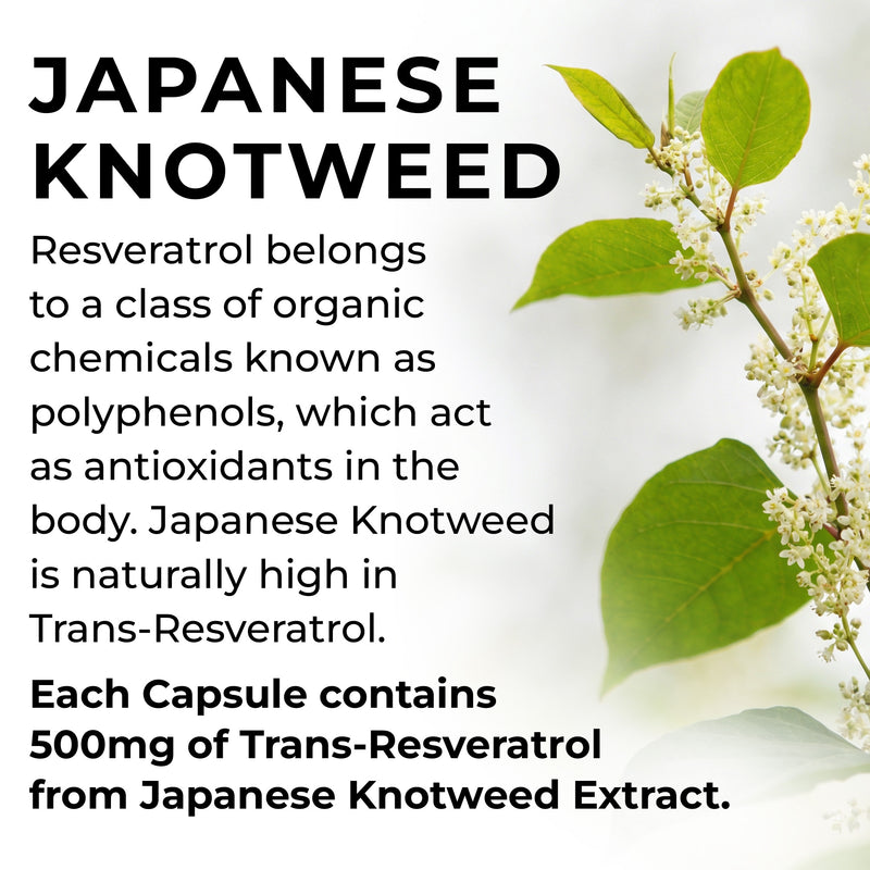Japanese knotweed with text about Resveratrol and its benefits