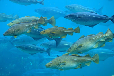 Hydrolysed Type 1 Marine Collagen (Fish)